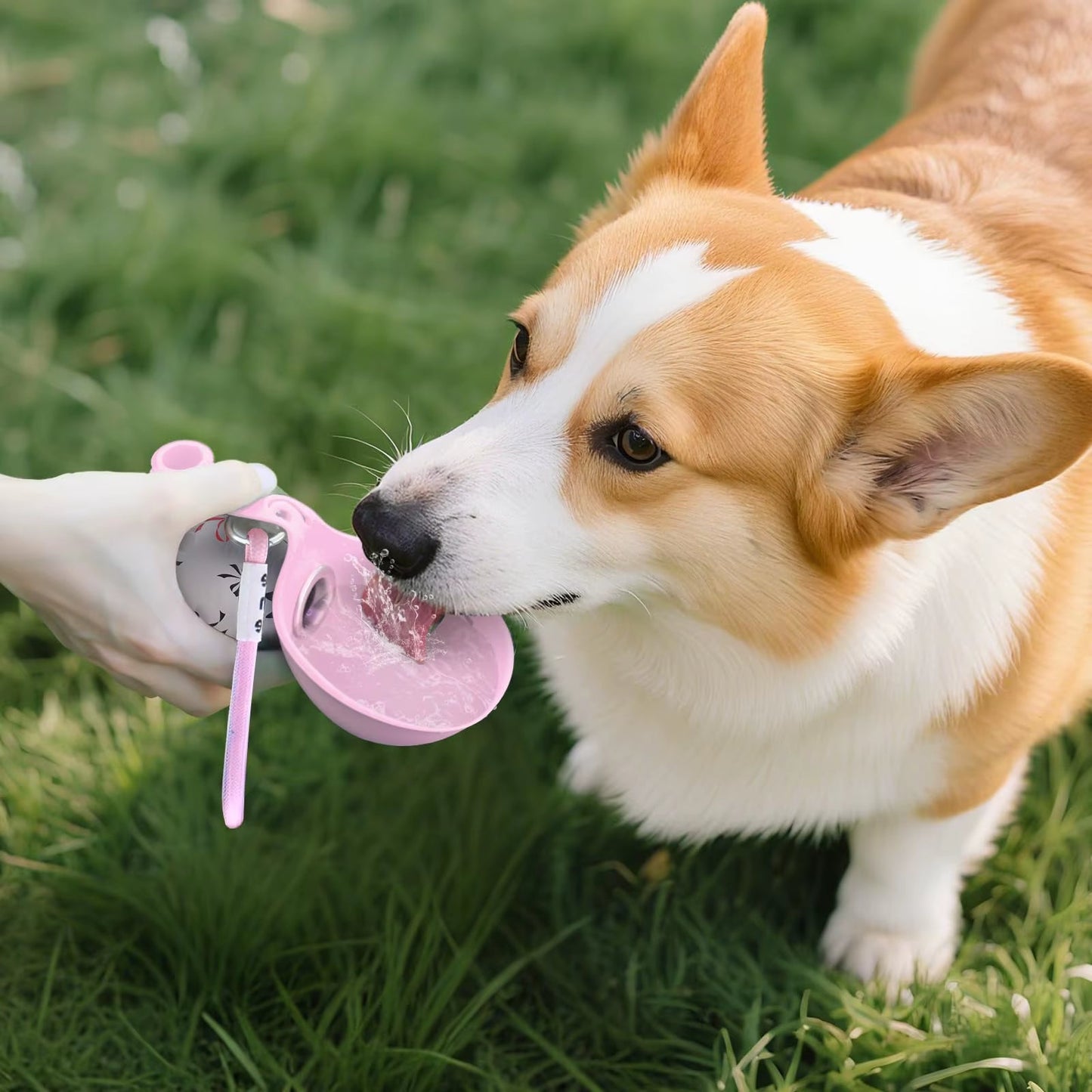 Portable Dog Water Bottle – Leak-Proof & Travel Ready